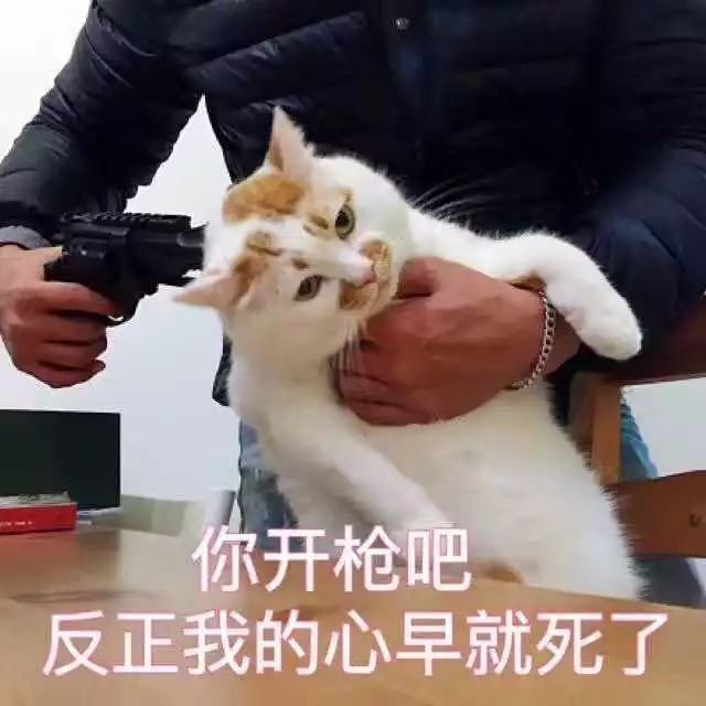 你连表情包里猫的名字都不知道，还敢说爱猫？