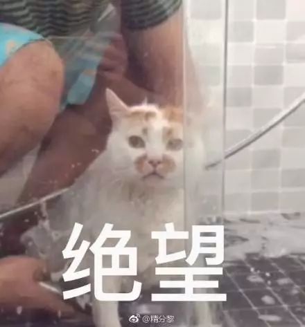 猫名字大全_猫的名字_猫名字叫什么好听