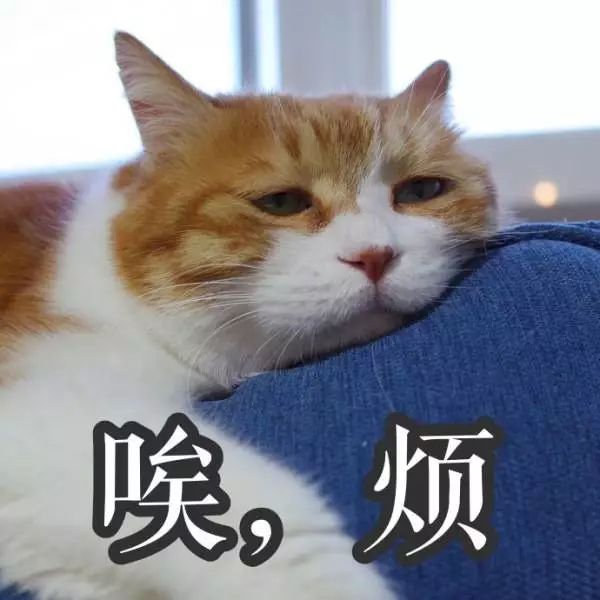 猫名字叫什么好听_猫的名字_猫名字大全