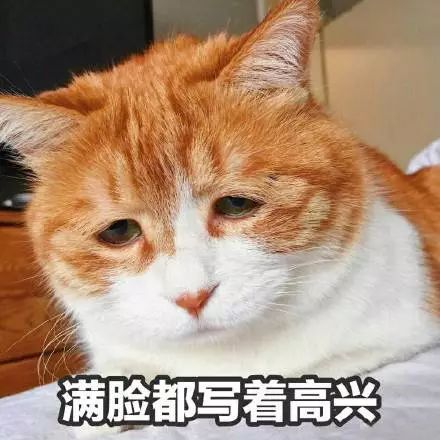 猫名字叫什么好听_猫名字大全_猫的名字