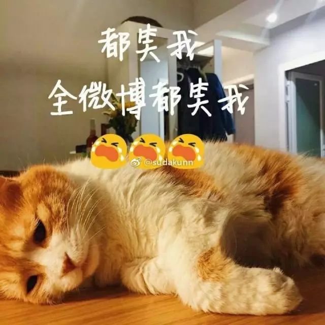 猫的名字_猫名字大全_猫名字叫什么好听