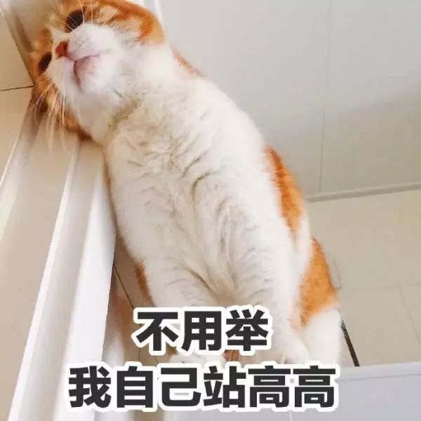 猫名字叫什么好听_猫的名字_猫名字大全