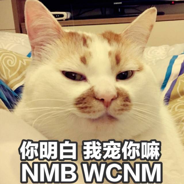 猫的名字_猫名字叫什么好听_猫名字大全