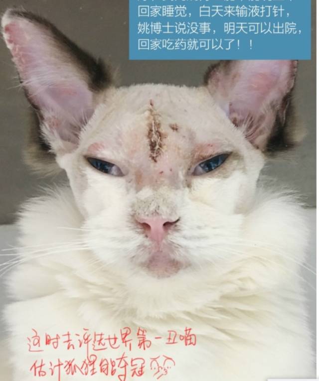 猫名字叫什么好听_猫名字大全_猫的名字