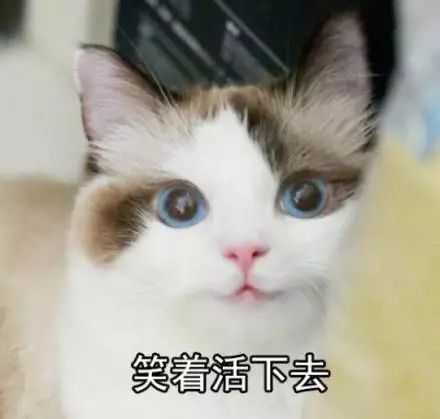 猫名字叫什么好听_猫的名字_猫名字大全