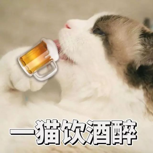 猫名字大全_猫名字叫什么好听_猫的名字