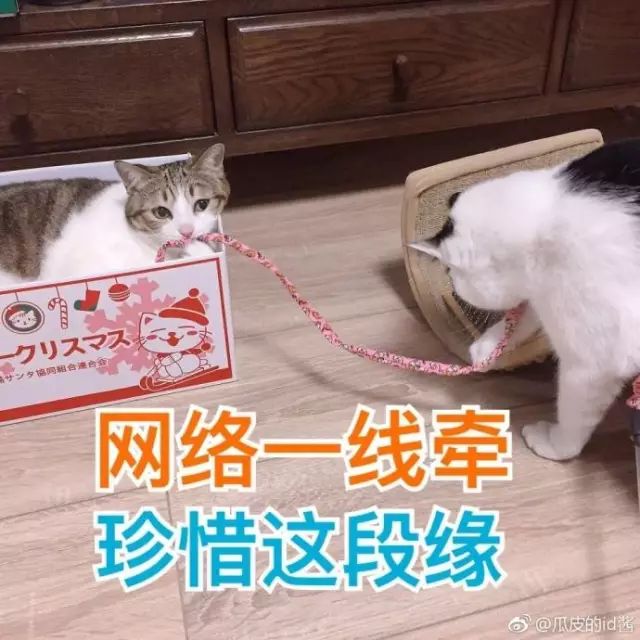 猫名字叫什么好听_猫名字大全_猫的名字