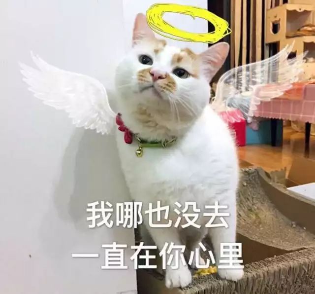 猫的名字_猫名字大全_猫名字叫什么好听