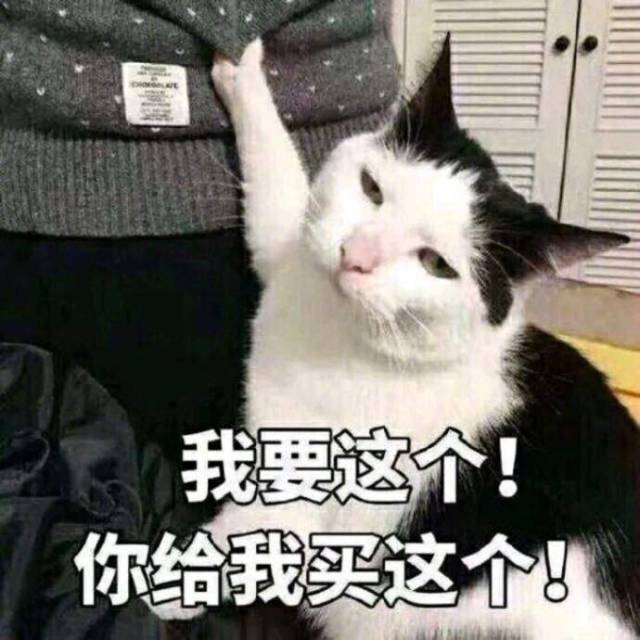 猫名字叫什么好听_猫名字大全_猫的名字