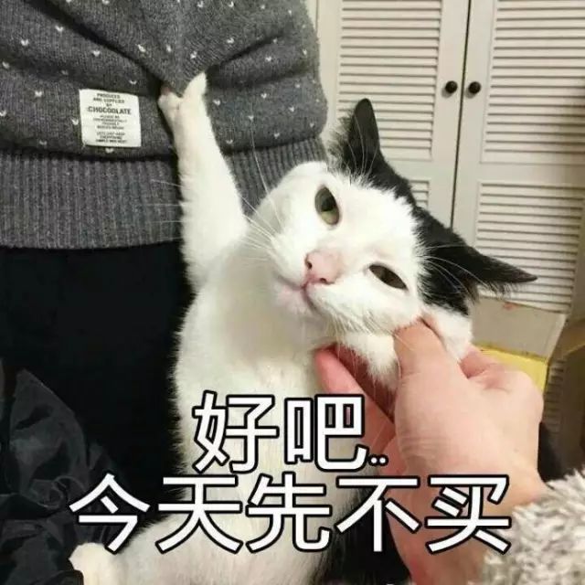 猫的名字_猫名字叫什么好听_猫名字大全