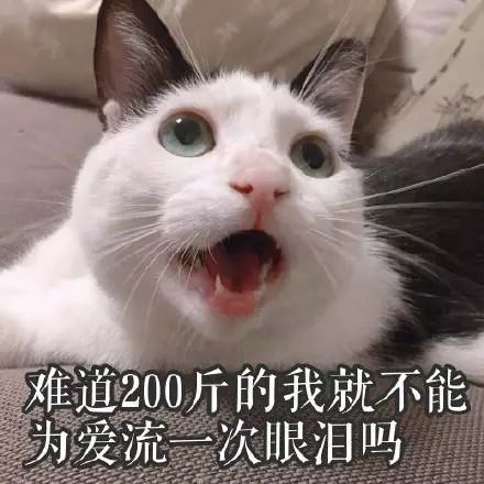 猫的名字_猫名字叫什么好听_猫名字大全