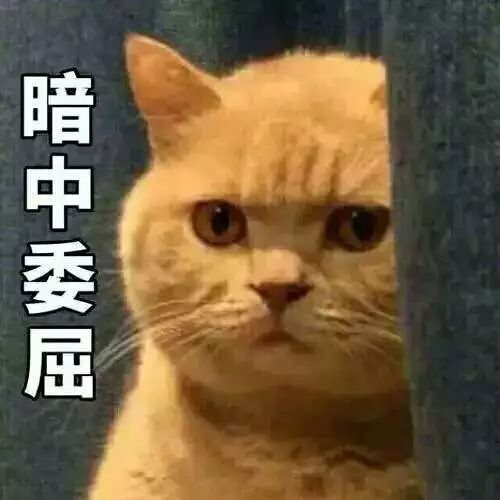 猫的名字_猫名字叫什么好听_猫名字大全