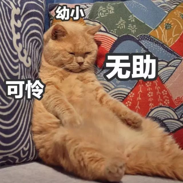 猫名字叫什么好听_猫名字大全_猫的名字