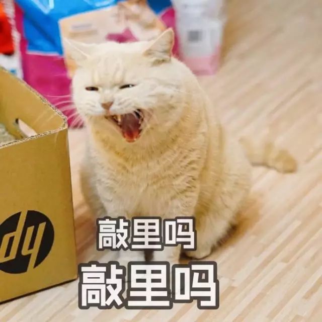 猫的名字_猫名字大全_猫名字叫什么好听