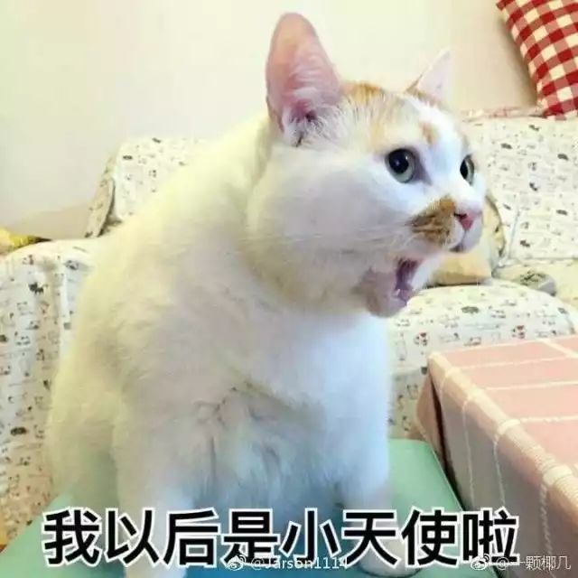 猫的名字_猫名字大全_猫名字叫什么好听