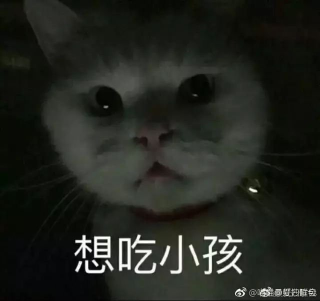 猫名字大全_猫的名字_猫名字叫什么好听