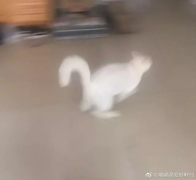 猫名字叫什么好听_猫的名字_猫名字大全