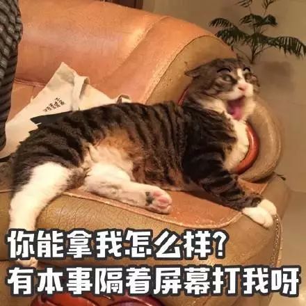 猫名字大全_猫的名字_猫名字叫什么好听