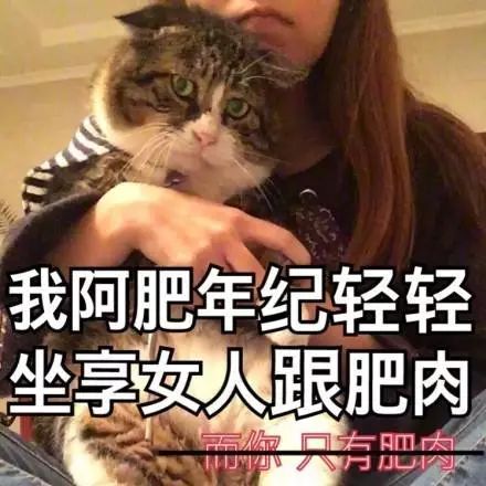 猫名字大全_猫的名字_猫名字叫什么好听