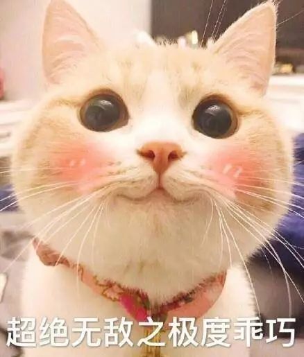 猫名字大全_猫的名字_猫名字叫什么好听