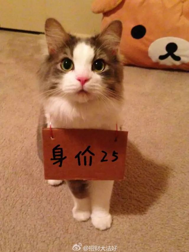 猫的名字_猫名字大全_猫名字叫什么好听