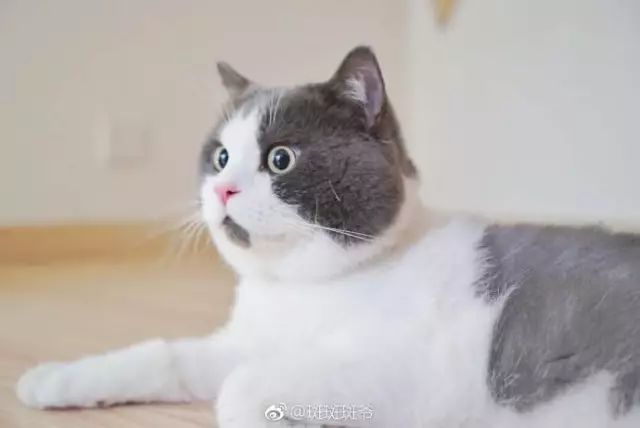 猫名字大全_猫名字叫什么好听_猫的名字