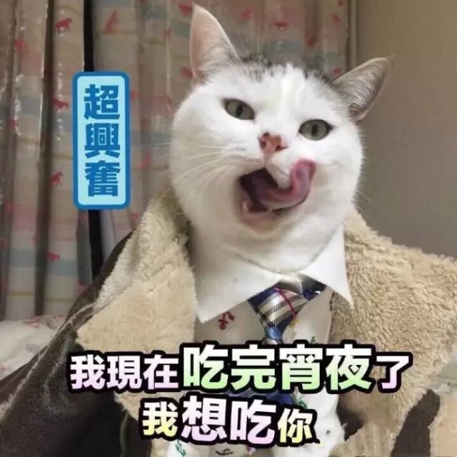 猫名字叫什么好听_猫的名字_猫名字大全