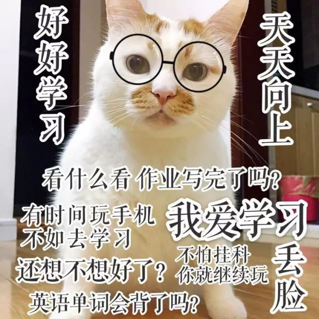 猫名字大全_猫的名字_猫名字叫什么好听