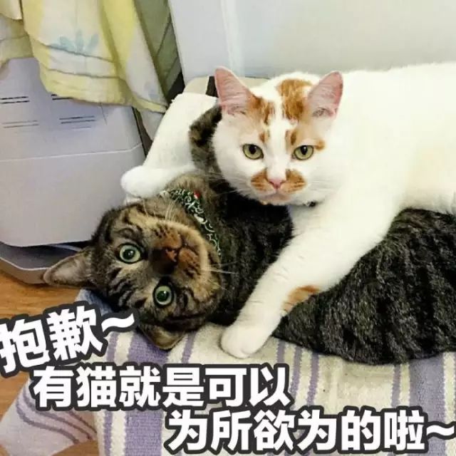 猫的名字_猫名字叫什么好听_猫名字大全