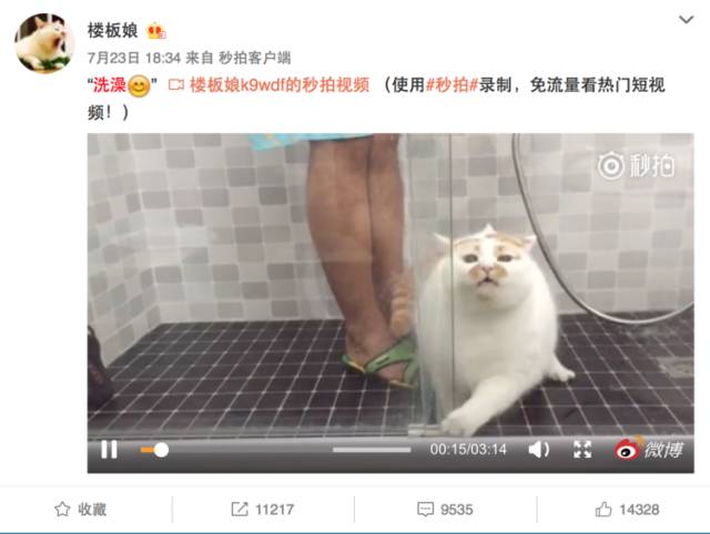 猫名字叫什么好听_猫名字大全_猫的名字