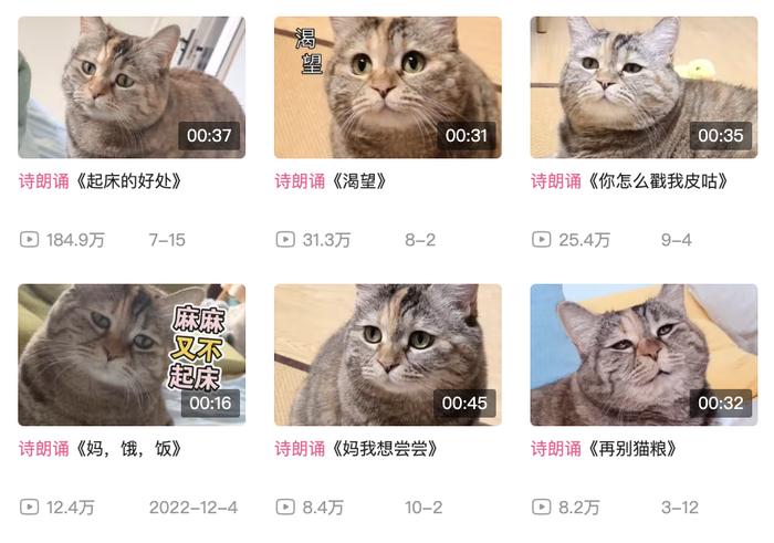 小猫的名字_小猫名字可爱洋气_小猫名字独特小众