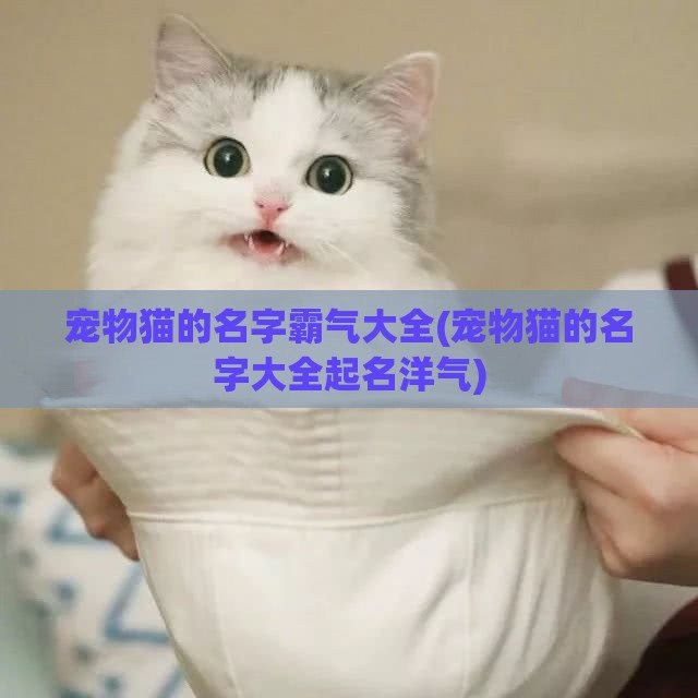 宠物猫的名字霸气大全(宠物猫的名字大全起名洋气)