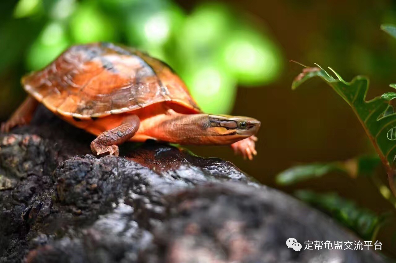 梦见乌龟_梦见乌龟把乌龟吃掉了_梦见两只乌龟下了很小多乌龟